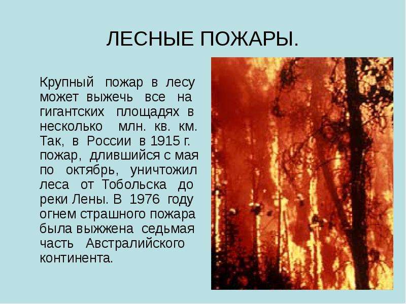Реферат Лесные Пожары По Обж