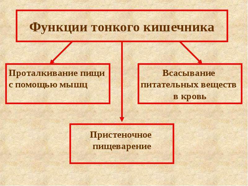 Функции Толстого И Тонкого Кишечника Презентация 8 Класс
