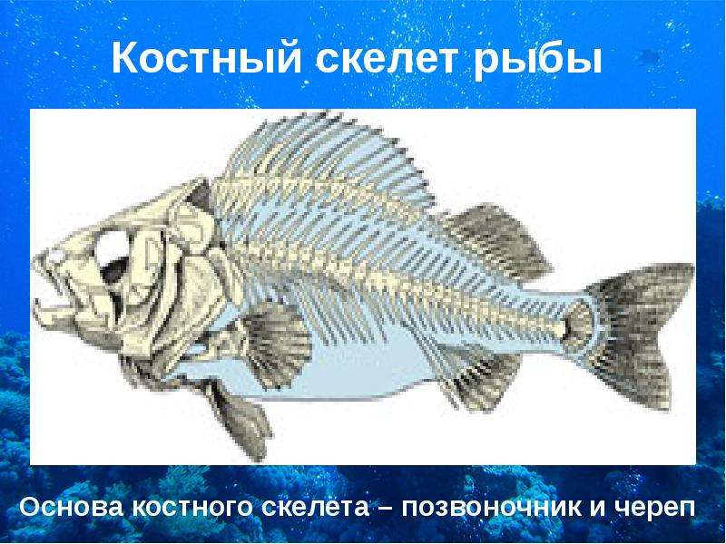 Класс Костные Рыбы Презентация По Биологии 7 Класс
