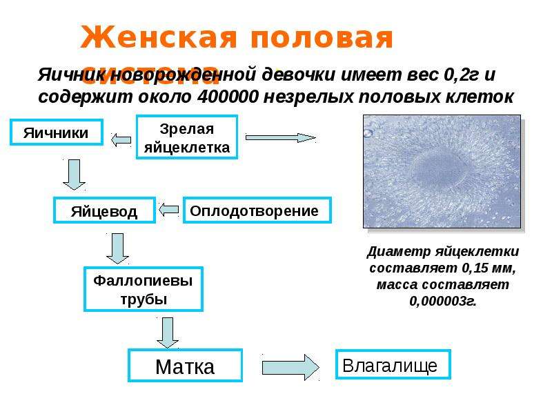 Ladhaki Sex