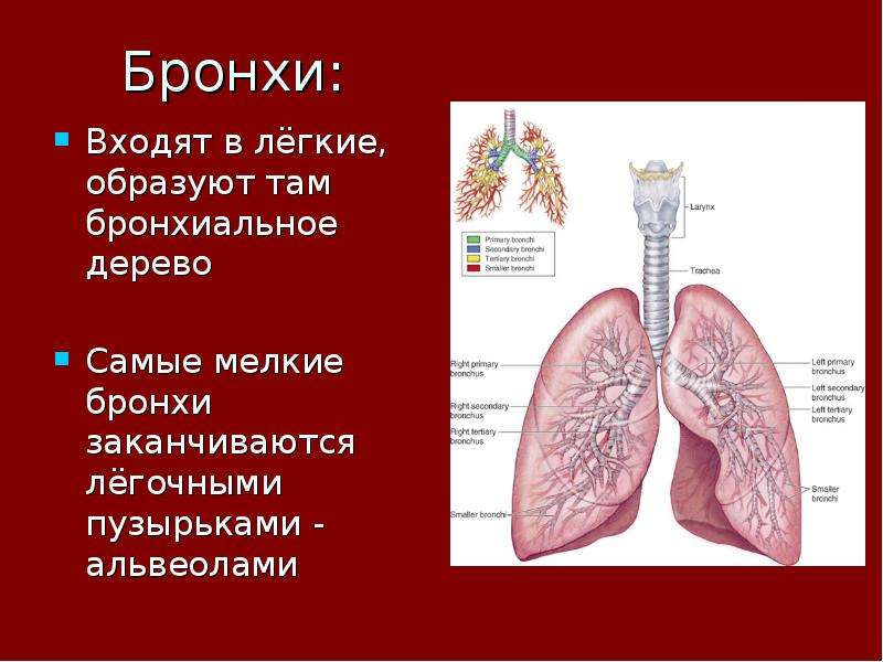 Анатомия и физиология человека тесты