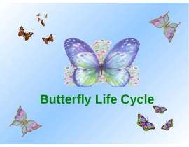 Презентация к уроку английского языка "Butterfly Life Cycle" - 