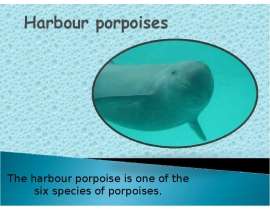 The harbour porpoise is one of the six species of porpoises.