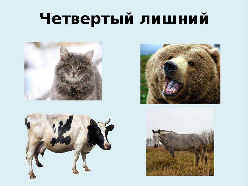 Четвертый Лишний Животные Картинки