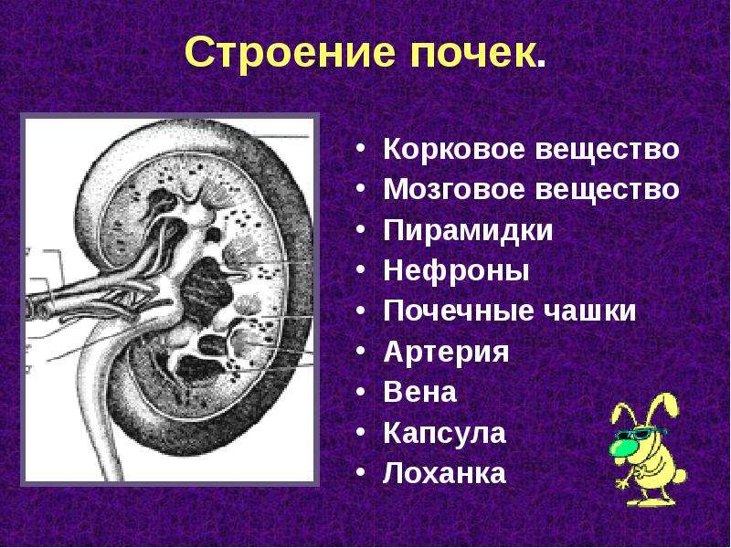 Реферат по биологии на тему терморегуляция 9 класс