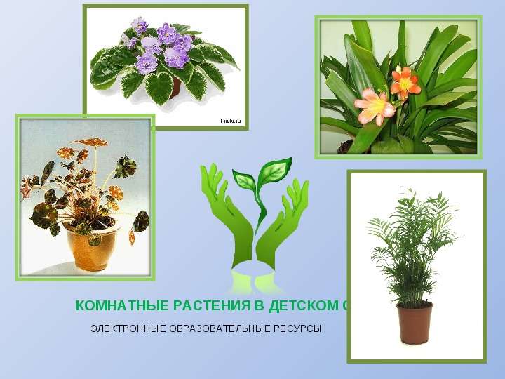 Презентация На Тему Комнатные Растения В Интерьере Дома