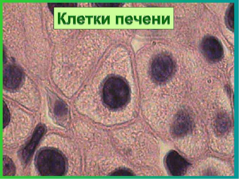 Клетки печени аксолотля под микроскопом фото