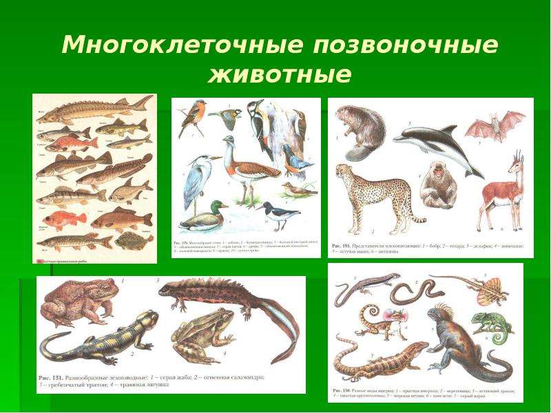 Россия, область презентация на тему позвоночные животные посоветовали