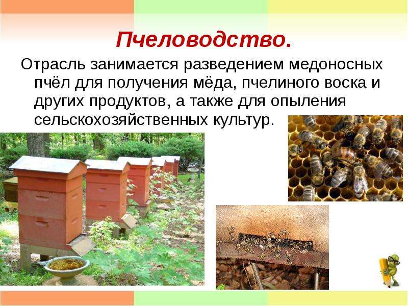 Уроки Пчеловодства С Торрента