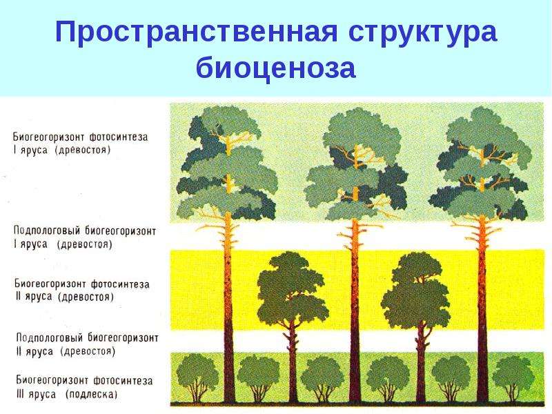 прокладки между описать структуру сообщества леса основания совокупность