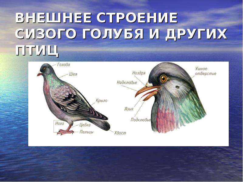 Презентация На Тему Наземные Птицы