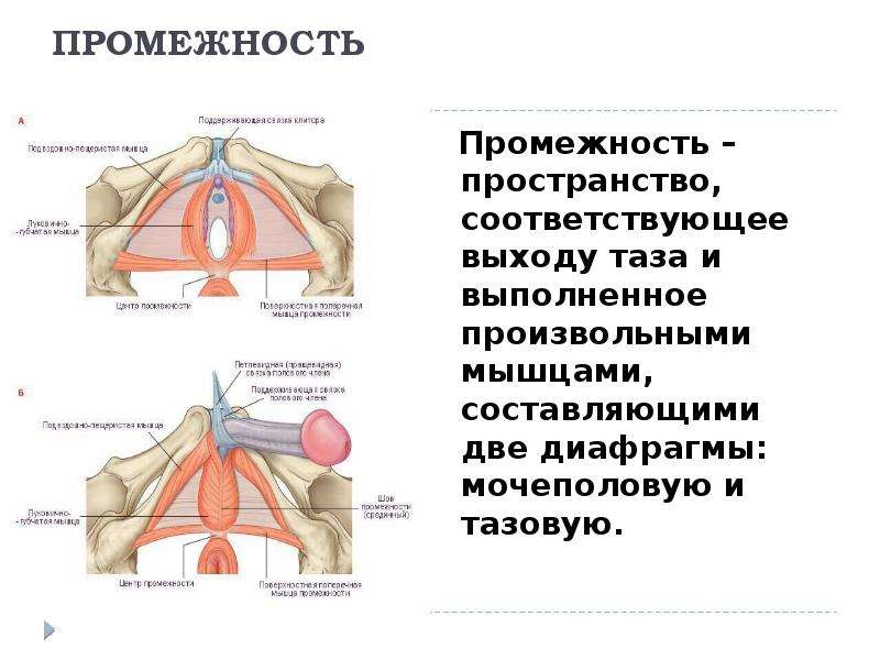 Возбужденные промежности распутниц взывают об утехах