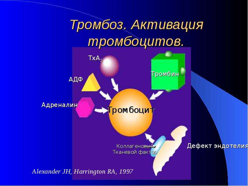   Тромбоз. Активация тромбоцитов.
Alexander JH, Harrington RA, 1997
