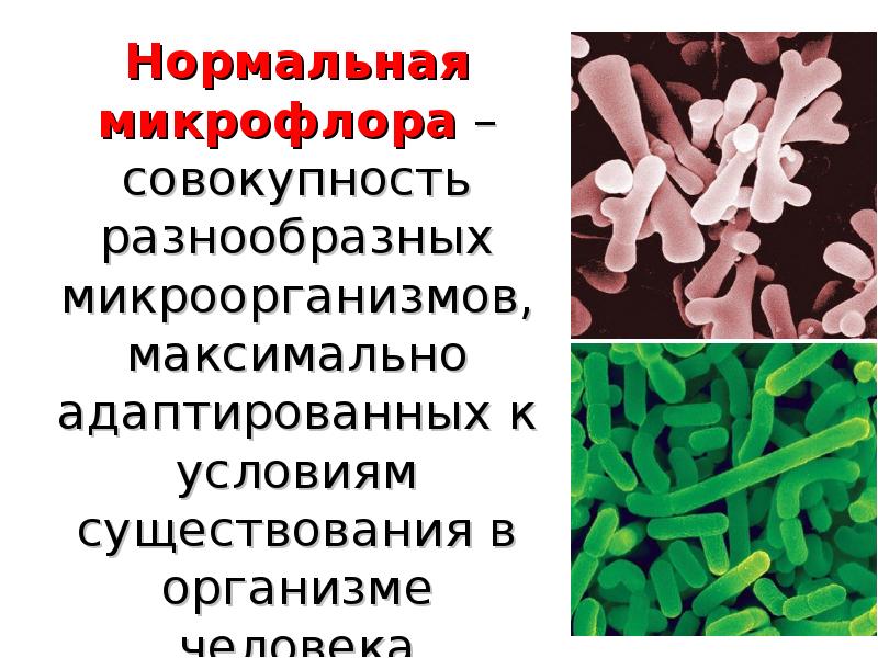 Микрофлора тела человека, слайд №2