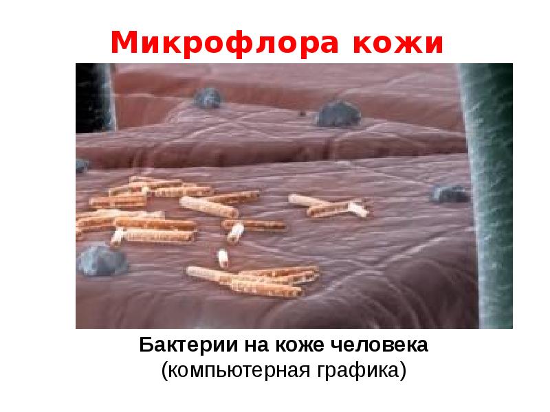   Микрофлора кожи
