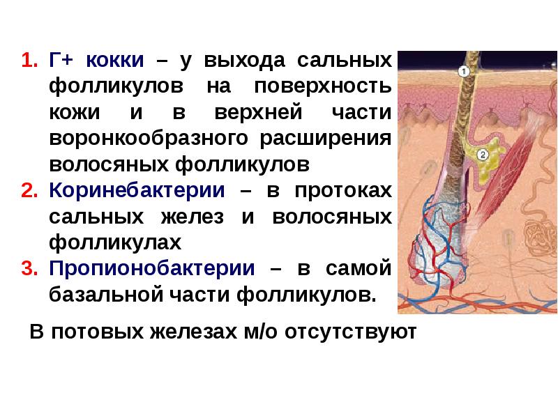   Г+ кокки – у выхода сальных фолликулов на поверхность кожи и в верхней части воронкообразного расширения волосяных фолликулов
Г+ кокки – у выхода сальных фолликулов на поверхность кожи и в верхней части воронкообразного расширения волосяных фолликулов
Коринебактерии – в протоках сальных желез и волосяных фолликулах 
Пропионобактерии – в самой базальной части фолликулов.  