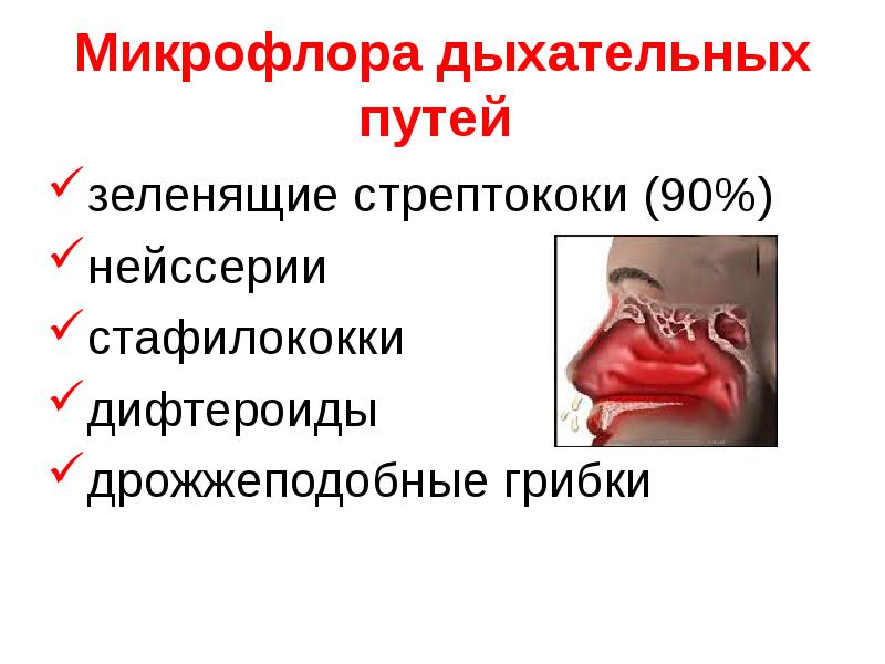   Микрофлора дыхательных путей 
зеленящие стрептококи (90%)
нейссерии
стафилококки
дифтероиды
дрожжеподобные грибки
