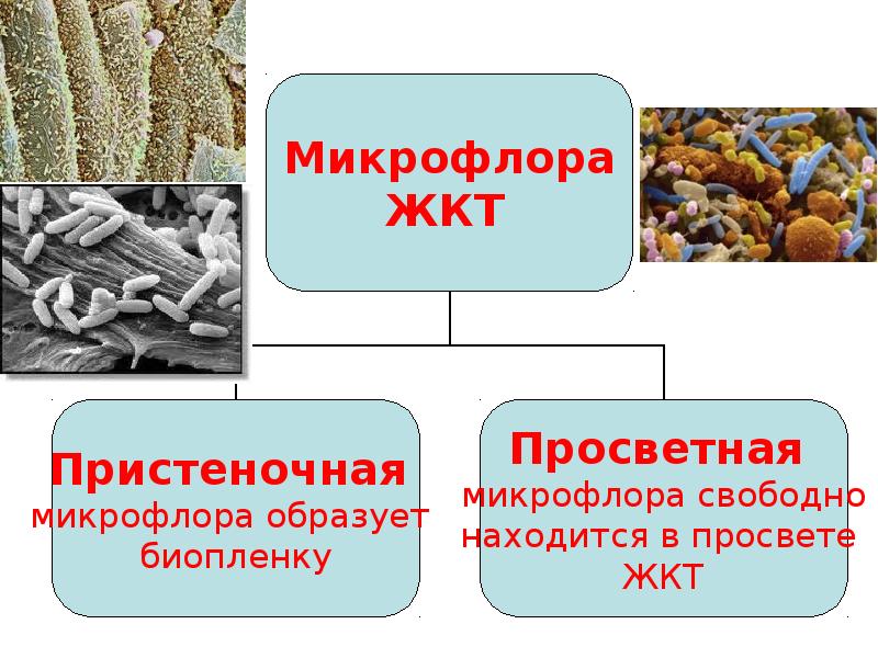 Микрофлора тела человека, слайд №23