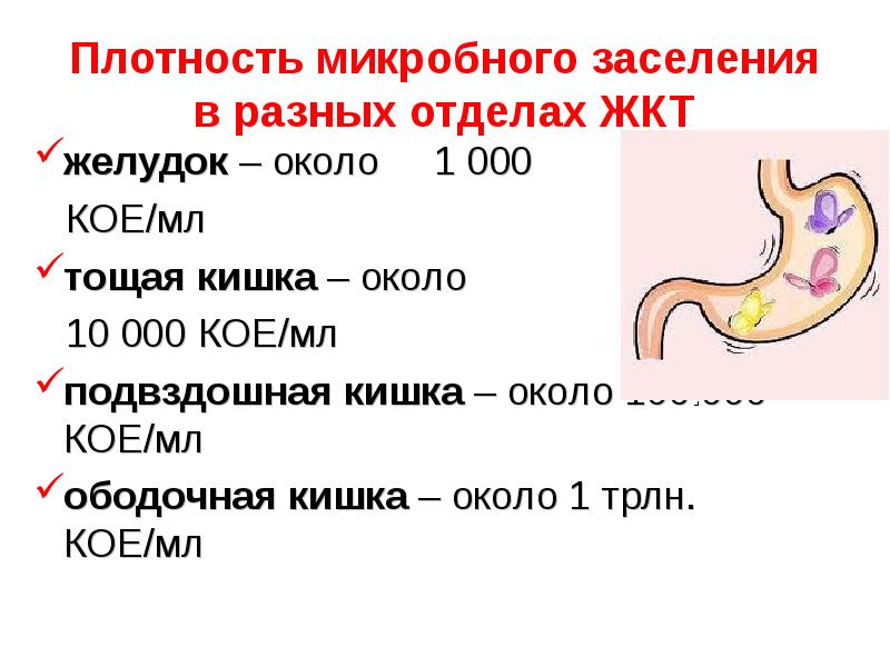   Плотность микробного заселения в разных отделах ЖКТ
желудок – около     1 000 
 КОЕ/мл
тощая кишка – около 
 10 000 КОЕ/мл
подвздошная кишка – около 100.000 КОЕ/мл
ободочная кишка – около 1 трлн. КОЕ/мл
