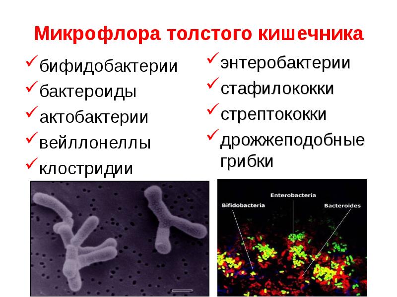   Микрофлора толстого кишечника
бифидобактерии 
бактероиды
актобактерии
вейллонеллы
клостридии
