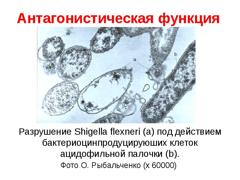   Антагонистическая функция
