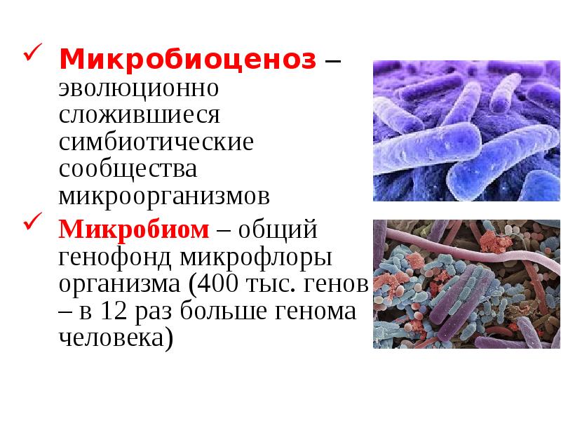   Микробиоценоз – эволюционно сложившиеся симбиотические сообщества микроорганизмов
Микробиоценоз – эволюционно сложившиеся симбиотические сообщества микроорганизмов
Микробиом – общий генофонд микрофлоры организма (400 тыс. генов – в 12 раз больше генома человека)
