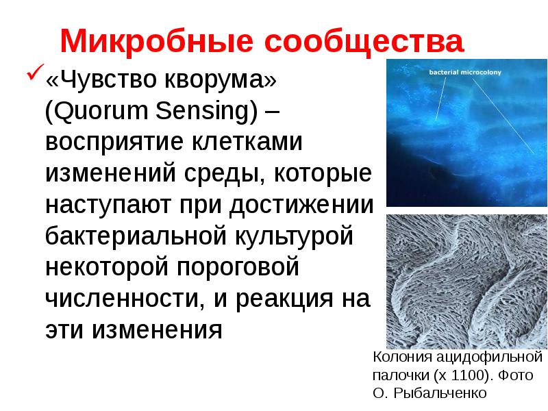   Микробные сообщества
«Чувство кворума» (Quorum Sensing) – восприятие клетками изменений среды, которые наступают при достижении бактериальной культурой некоторой пороговой численности, и реакция на эти изменения
