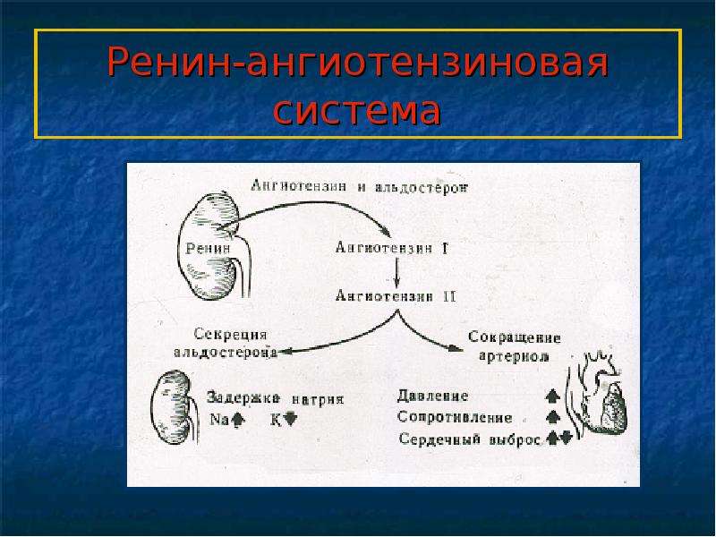   Ренин-ангиотензиновая система
