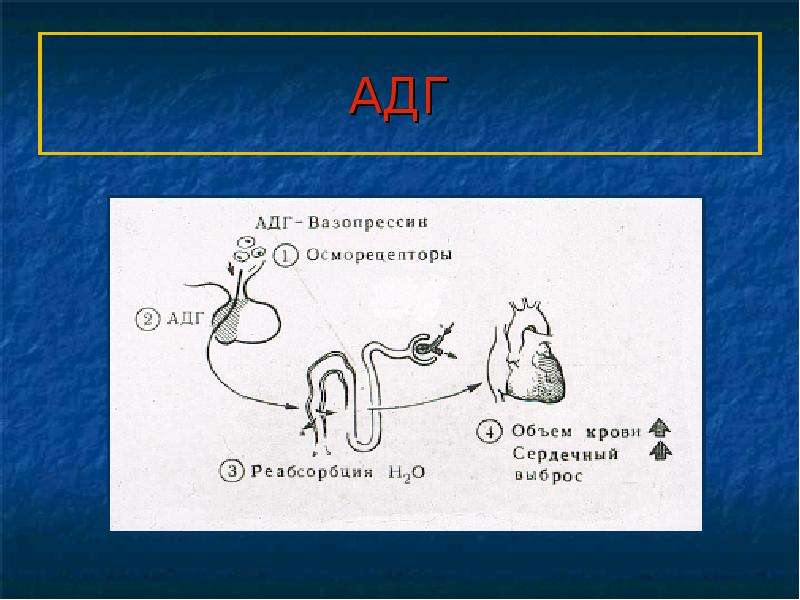   АДГ
