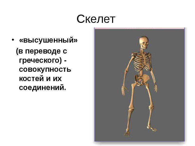   Скелет 
«высушенный»
 (в переводе с греческого) - совокупность костей и их соединений.
