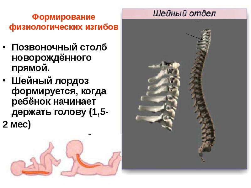   Формирование физиологических изгибов
Позвоночный столб новорождённого прямой.
Шейный лордоз формируется, когда ребёнок начинает держать голову (1,5-
2 мес) 
