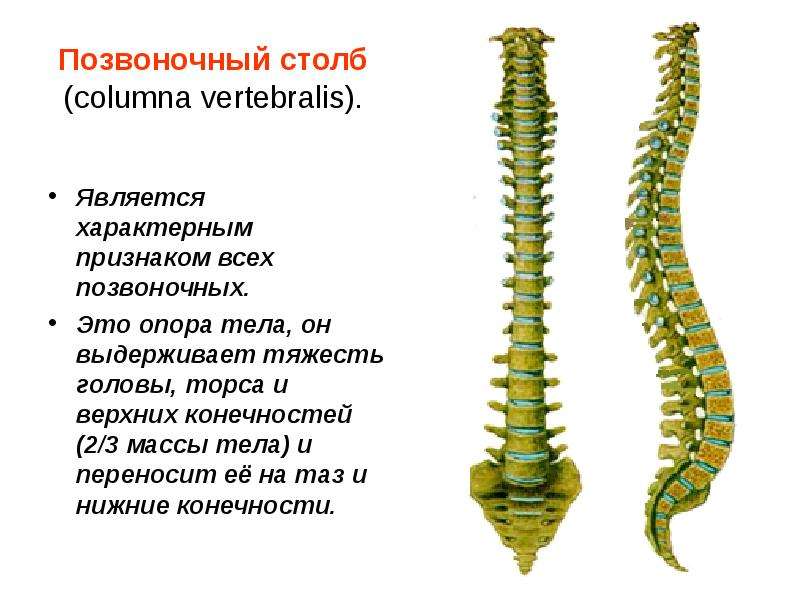   Позвоночный столб (columna vertebralis).
Является характерным признаком всех позвоночных. 
Это опора тела, он выдерживает тяжесть головы, торса и верхних конечностей (2/3 массы тела) и переносит её на таз и нижние конечности.
