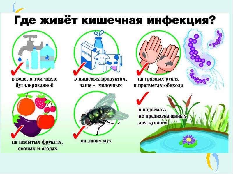 Профилактика острых кишечных инфекций. Острые кишечные инфекции(, слайд №13