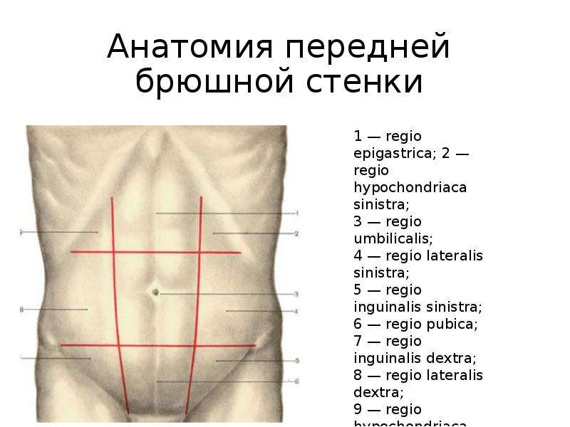   Анатомия передней брюшной стенки
