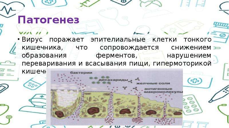   Патогенез 
Вирус поражает эпителиальные клетки тонкого кишечника, что сопровождается снижением образования ферментов, нарушением переваривания и всасывания пищи, гипермоторикой кишечника
