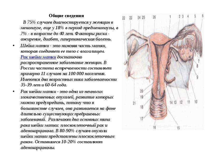   Общие сведения
 В 75% случаев диагностируется у женщин в менопаузе, еще у 18% в период предменопаузы, в 7% - в возрасте до 40 лет. Факторы риска - ожирение, диабет, гипертоническая болезнь.
Шейка матки - это нижняя часть матки, которая соединяет ее тело с влагалищем. Рак шейки матки достаточно распространенное заболевание женщин. В России частота встречаемости составляет примерно 11 случаев на 100 000 населения. Имеются два возрастных пика заболеваемости 35-39 лет и 60-64 года.
Рак шейки матки - это одна из немногих злокачественных опухолей, развитие которых можно предупредить, потому что в большинстве случаев, она развивается на фоне длительно существующих предраковых заболеваний.  Различают два основных типа рака шейки матки: плоскоклеточный рак и аденокарцинома. В 80-90% случаев опухоли шейки матки представлены плоскоклеточным раком. Оставшиеся 10-20% составляют аденокарциномы.
