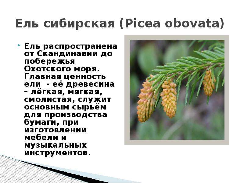 В какой природной зоне обитает ель. Ель Сибирская Picea obovata. Описание ели. Короткий доклад про ель. Доклад о ели.