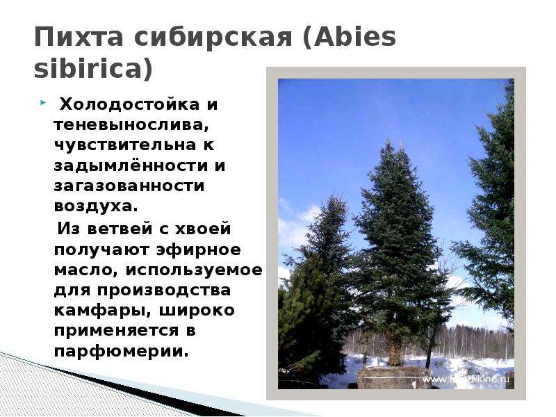 Пихта описание. Пихта Сибирская паспорт растения. Пихта презентация. Сообщение о пихте сибирской. Пихта Сибирская презентация.