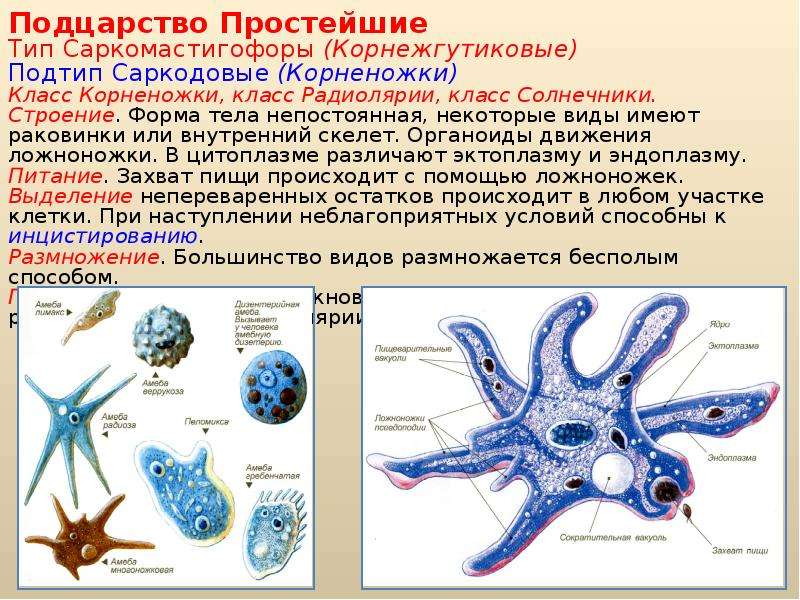 Простейшие это кратко и понятно. Саркодовые корненожки лучевики солнечники. Тип Саркомастигофоры класс корненожки (Саркодовые). Представители класса Саркодовые корненожки. Корненожки радиолярии солнечники.