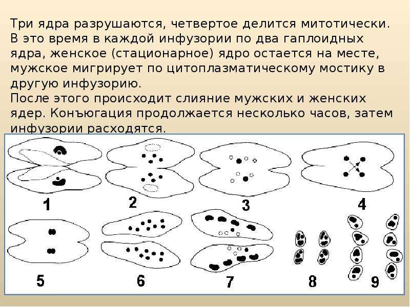 Стадии конъюгации инфузории. Размножение инфузорий конъюгация. Процесс конъюгации инфузории туфельки. Этапы конъюгации инфузорий.