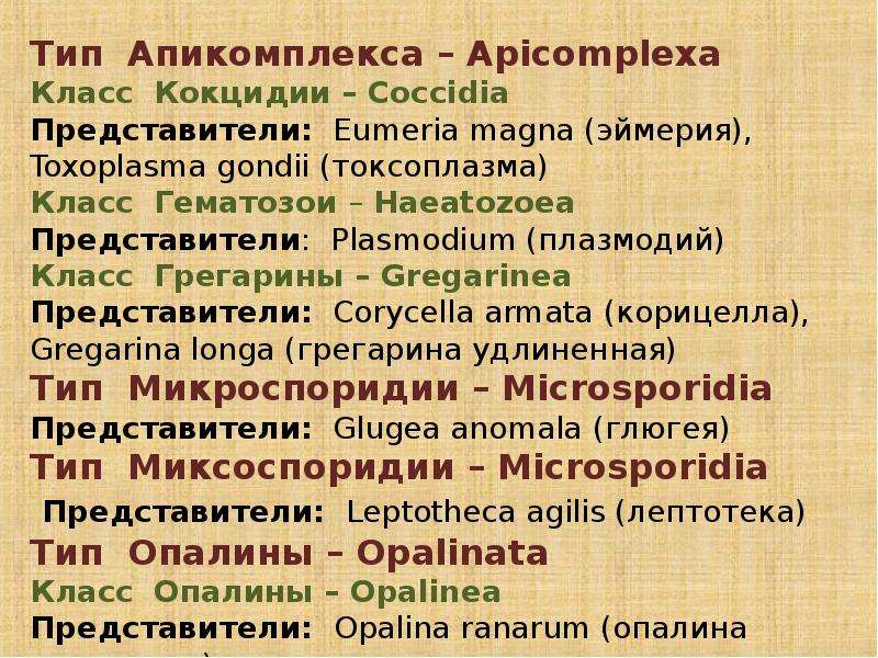 Систематика токсоплазмы. Тип Апикомплексы систематика. Тип Апикомплексы общая характеристика. Apicomplexa классификация. Краткая характеристика типа Апикомплексы.