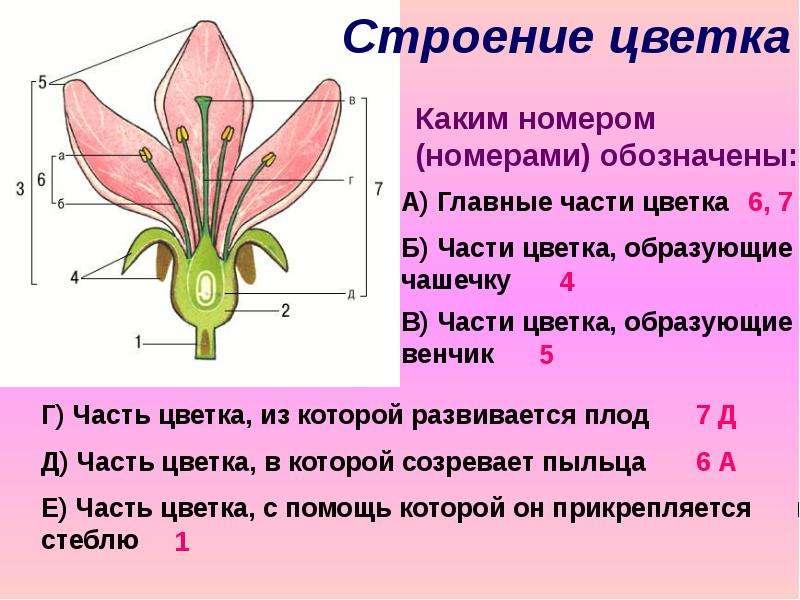 Цветок венчик зародыш какое понятие следует вписать. Цветок венчик зародыш. Строение цветка и плода. Части цветка образующие плод. Какие части цветка образуют венчик.