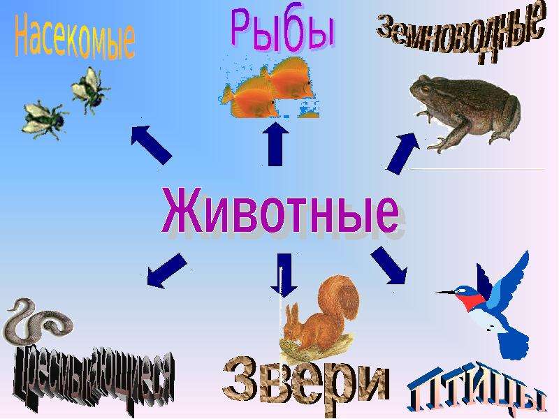 Разнообразие животных видеоурок 3 класс окружающий мир. Наглядность разнообразие животных 3 класс. Классы животных начальная школа. Интерактивный урок разнообразие животных. Схема различные животные 2 класс.