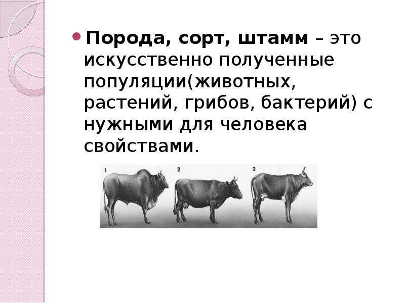 Что называют породой сортом. Селекция порода сорт штамм. Сорт порода штамм искусственно. Что такое сорт и порода. Искусственная популяция.