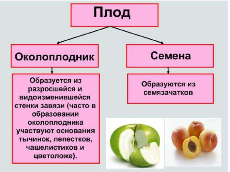 Околоплодник это разросшиеся. Плод околоплодник. Строение плода околоплодник. Околоплодник состоит из. Презентация на тему плоды.