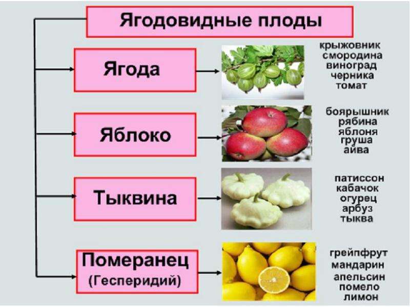 Ягодовидные плоды рисунок