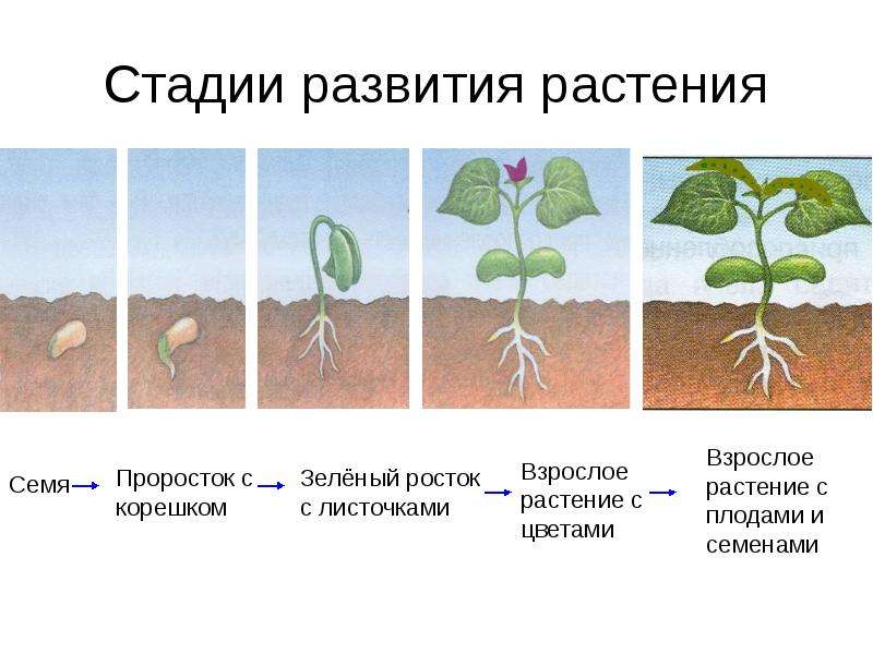 Рост и развитие растений 6 кл презентация