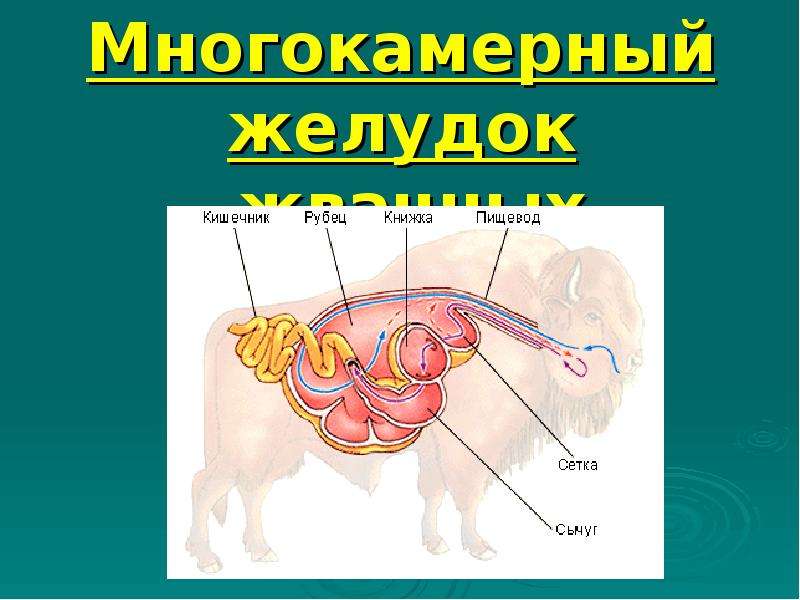 В желудке и кишечнике жвачных млекопитающих. Строение многокамерного желудка жвачных млекопитающих. Строение желудка жвачных млекопитающих. Строение желудка жвачных парнокопытных. Отделы пищеварительной системы жвачных млекопитающих.