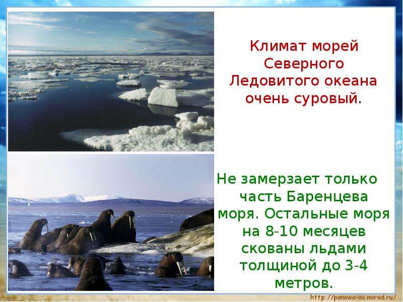 Особенности природы баренцева моря