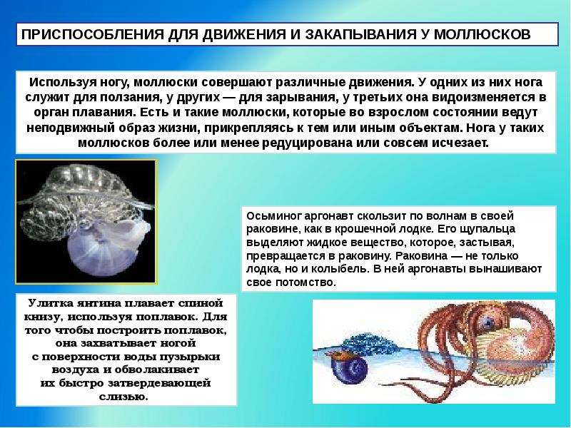 Движение моллюсков. Приспособления моллюсков. Что отсутствует у моллюсков. Тип передвижения моллюсков. Передвижение Тип моллюски.